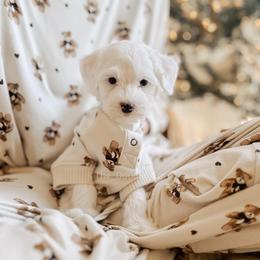 Heirloom - RL Christmas - Cream male Goldendoodle puppy in Syracuse, Indiana from The Doodle Cove