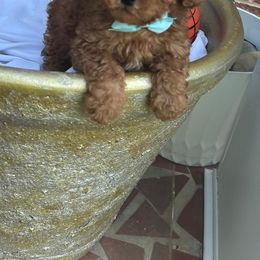 Blue Runt - Red  male Goldendoodle puppy in Mint Hill, North Carolina from DoodleForever