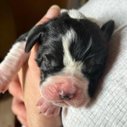 Girl 2 - Black and white female Basset Hound puppy in Knoxville, Tennessee from Well Hounded Bassets