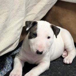 Bulls on Parade Bean Sprout - White and brindle female Bull Terrier puppy in Jacksonville, Florida from Bulls On Parade