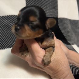Yorkshire Terrier Puppies from Sweet Soul Yorkies