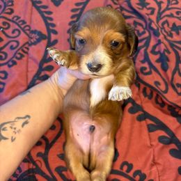 Black collar - Red male Dachshund puppy in San Antonio, Texas from Bear Bear's House of Doxies
