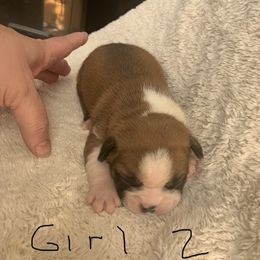 Boston Terrier Puppies from Wendy's Boston Terriers