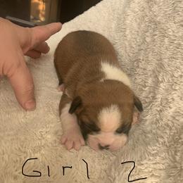 Boston Terrier Puppies from Wendy's Boston Terriers