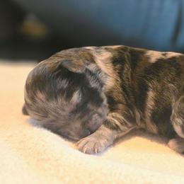 Male 1 - Black and silver brindle male Havapoo puppy in Medina, Ohio from Momma's Minis