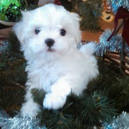 Maltese puppies from Grantham Maltese