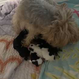 Maxwell - Black and tan male Yorkshire Terrier puppy in Beavercreek, Ohio from The Yorkie Den, LLC