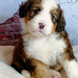 Bernedoodle and Bernese Mountain Dog Puppies from Bernedoodle.do