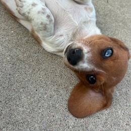 Boy 1 - Piebald male Dachshund puppy in Plato, Missouri from David & Stacey's Dachshunds