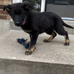 Pink - Black and tan German Shepherd puppy in Louisville, Kentucky from B1 Kennels