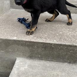 Pink - Black and tan German Shepherd puppy in Louisville, Kentucky from B1 Kennels