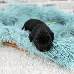 Lucas - Black male Goldendoodle puppy in Taylor, Michigan from Mi Best Doodle Ever, LLC