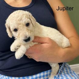 Jupiter - White male Poodle puppy in Greenwich, New York from MizzElle’s Standard Poodles