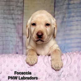 Boy 4 - Yellow Labrador Retriever puppy in Rogue River, Oregon from PNW Labradors