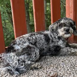 Coco - Maltipoo