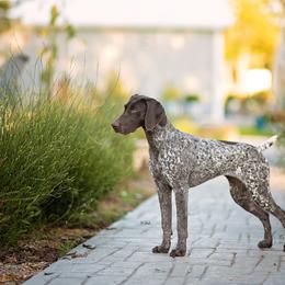 German Shorthaired Pointer All Grown Up from Halestorm Kennel