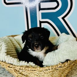 Miniature American Shepherd and Toy Australian Shepherd Puppies from Faith River Aussies