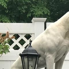 Dogo Argentinos from Schaffer Ridge Dogo kennel