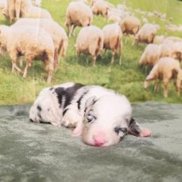 Wool Eyes - White and blue merle male Border Collie puppy in Avilla, Indiana from Borderline Kennels