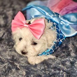 Purple girl - White and buff Bichon Frise puppy in Lavon, Texas from Sissy’s Heavenly Paws
