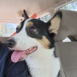 Rue - Pembroke Welsh Corgi