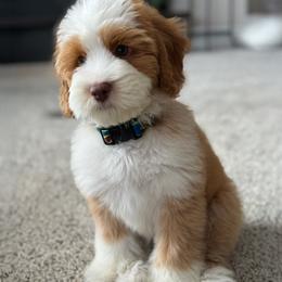 Australian Labradoodle Puppies from Labradoodles of Montana