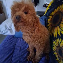 Ray - Poodle
