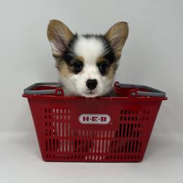 Millie - Black and tan female Pembroke Welsh Corgi puppy in Waco, Texas from The Comma Corgis