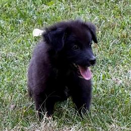 Woody - Black tri male Miniature Australian Shepherd puppy in Patterson, North Carolina from DreamLine Aussies