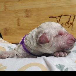 Purple collar - Cream female Goldendoodle puppy in Willow Springs, Missouri from Todd Family Homestead