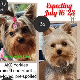 Yorkshire Terrier Puppies from Nana's Yorkie Crew