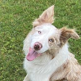 Max - Border Collie
