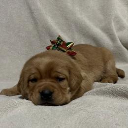Paris - Yellow female Labrador Retriever puppy in Alcester, South Dakota from Theresa Rhodes