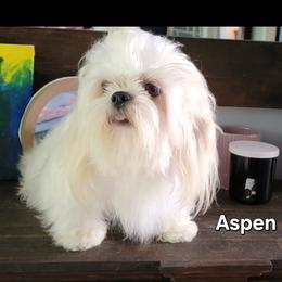 Aspen - Shih Tzu