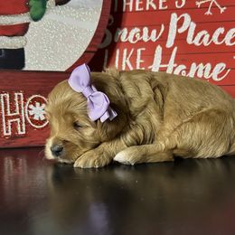 Aurora - Red  female Goldendoodle puppy in Adolphus, Kentucky from Deerly Poodles