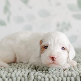 Smokey (black collar) - Parti male Goldendoodle puppy in Apopka, Florida from The Classic Doodle