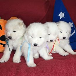 Samoyed puppies from Double Helix Samoyeds