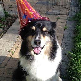 Australian Shepherds from Hurricane Australian Shepherds
