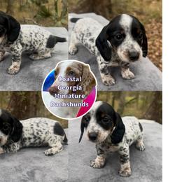 Black Piebald Boy With Stunning Ticking. - Black and tan male Dachshund puppy in Brunswick, Georgia from Coastal Georgia Miniature Dachshunds