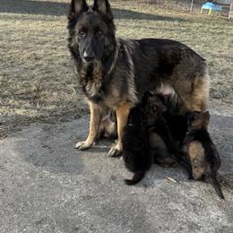 German Shepherd Puppies from Legacy K9’s