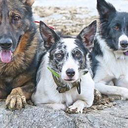 Kid - Blue merle male Border Collie puppy in Los Banos, California from Cathedral Border Collies