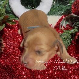 AKC Belle - Red female Dachshund puppy in Jena, Louisiana from Amy’s Mini Doxies