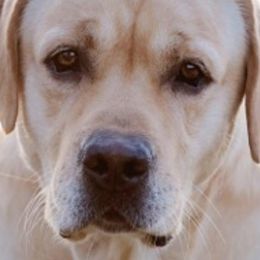 Labrador Retrievers from Palmetto Gun Dogs