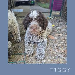 Girl 3 - Brown roan female Lagotto Romagnolo puppy in Salida, California from Harper's Lagotti