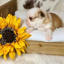 Finn - White and fawn male French Bulldog puppy in Wagoner, Oklahoma from Frenchie Frys