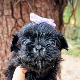 Dahlia - Black and white female Shih Tzu puppy in Arcadia, Florida from Kitsune Cuddles and kisses