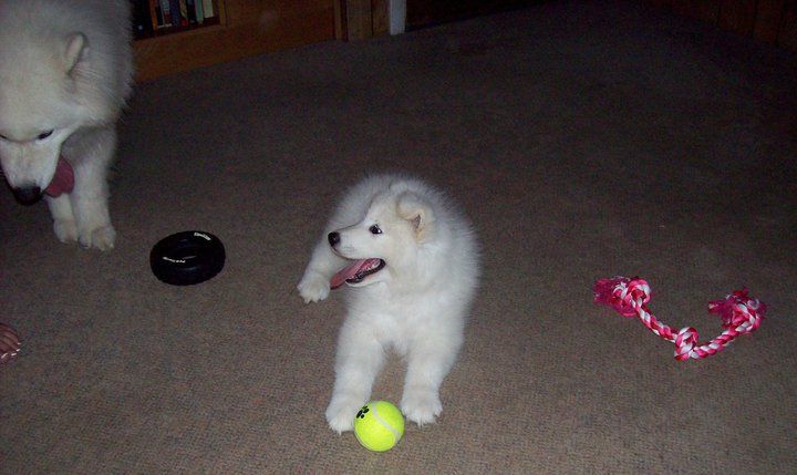 Queen hot sale city samoyeds