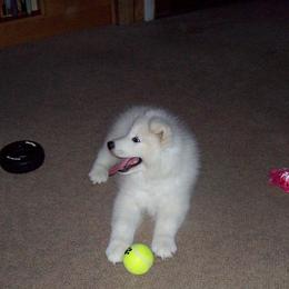 Samoyed Puppies from Queen City Samoyeds