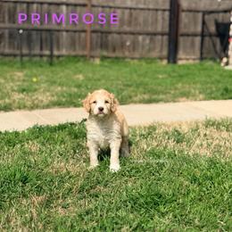 Primrose - Cream female Goldendoodle puppy in Dallas County, Texas from Dream A Little Doodle
