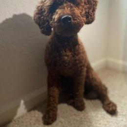 Goldendoodle and Poodle All Grown Up from Doodle & Poodle Valley
